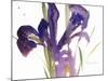 Iris, 1987-Claudia Hutchins-Puechavy-Mounted Premium Giclee Print