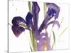 Iris, 1987-Claudia Hutchins-Puechavy-Stretched Canvas