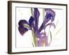 Iris, 1987-Claudia Hutchins-Puechavy-Framed Giclee Print