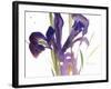 Iris, 1987-Claudia Hutchins-Puechavy-Framed Giclee Print