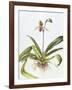 Iris, 1995-Margaret Ann Eden-Framed Giclee Print