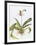 Iris, 1995-Margaret Ann Eden-Framed Giclee Print