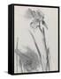 Iris 2-William Packer-Framed Stretched Canvas