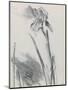 Iris 2-William Packer-Mounted Giclee Print