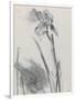 Iris 2-William Packer-Framed Premium Giclee Print