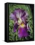 Iris #3-J.D. Mcfarlan-Framed Stretched Canvas