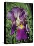 Iris #3-J.D. Mcfarlan-Stretched Canvas