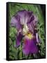 Iris #3-J.D. Mcfarlan-Framed Stretched Canvas