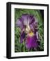 Iris #3-J.D. Mcfarlan-Framed Photographic Print