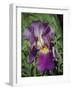 Iris #3-J.D. Mcfarlan-Framed Photographic Print