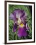 Iris #3-J.D. Mcfarlan-Framed Photographic Print