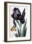 Iris À Feuille Large - in “Histoire Générale Des Insects De Surinam Et De Toute L'europe” by Maria-Maria Sibylla Graff Merian-Framed Giclee Print