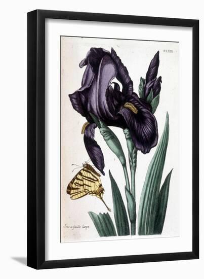 Iris À Feuille Large - in “Histoire Générale Des Insects De Surinam Et De Toute L'europe” by Maria-Maria Sibylla Graff Merian-Framed Giclee Print