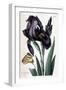 Iris À Feuille Large - in “Histoire Générale Des Insects De Surinam Et De Toute L'europe” by Maria-Maria Sibylla Graff Merian-Framed Giclee Print