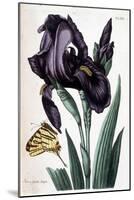 Iris À Feuille Large - in “Histoire Générale Des Insects De Surinam Et De Toute L'europe” by Maria-Maria Sibylla Graff Merian-Mounted Giclee Print