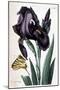 Iris À Feuille Large - in “Histoire Générale Des Insects De Surinam Et De Toute L'europe” by Maria-Maria Sibylla Graff Merian-Mounted Giclee Print