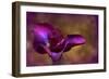 Iris Ablaze-Jessica Jenney-Framed Giclee Print