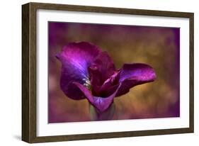 Iris Ablaze-Jessica Jenney-Framed Giclee Print