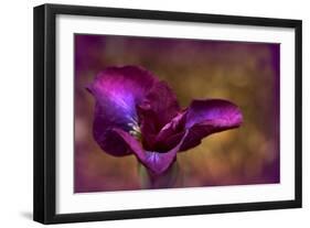 Iris Ablaze-Jessica Jenney-Framed Giclee Print