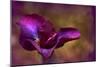 Iris Ablaze-Jessica Jenney-Mounted Giclee Print