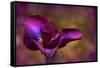 Iris Ablaze-Jessica Jenney-Framed Stretched Canvas