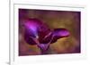 Iris Ablaze-Jessica Jenney-Framed Giclee Print