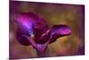 Iris Ablaze-Jessica Jenney-Mounted Giclee Print