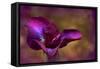 Iris Ablaze-Jessica Jenney-Framed Stretched Canvas