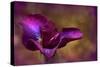 Iris Ablaze-Jessica Jenney-Stretched Canvas