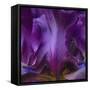 Iris Abstract-Anna Miller-Framed Stretched Canvas