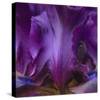 Iris Abstract-Anna Miller-Stretched Canvas