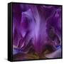 Iris Abstract-Anna Miller-Framed Stretched Canvas