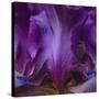 Iris Abstract-Anna Miller-Stretched Canvas