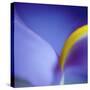 Iris Abstract-Anna Miller-Stretched Canvas