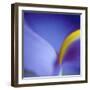 Iris Abstract-Anna Miller-Framed Premium Photographic Print