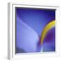 Iris Abstract-Anna Miller-Framed Premium Photographic Print