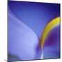 Iris Abstract-Anna Miller-Mounted Premium Photographic Print