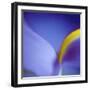 Iris Abstract-Anna Miller-Framed Photographic Print