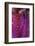 Iris Abstract-Anna Miller-Framed Photographic Print