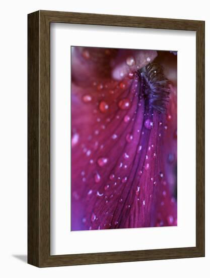 Iris Abstract-Anna Miller-Framed Photographic Print