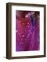 Iris Abstract-Anna Miller-Framed Photographic Print