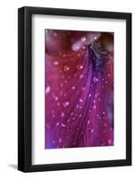 Iris Abstract-Anna Miller-Framed Photographic Print