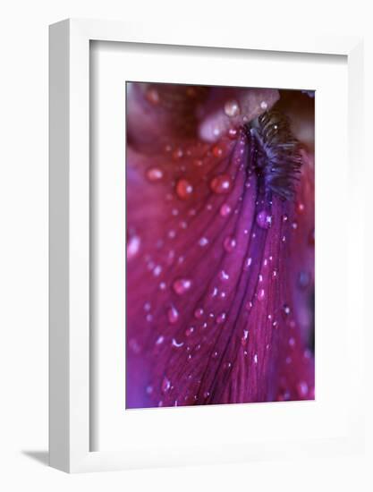 Iris Abstract-Anna Miller-Framed Photographic Print