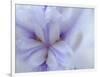 Iris Abstract-Anna Miller-Framed Photographic Print