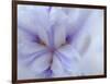 Iris Abstract-Anna Miller-Framed Photographic Print