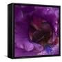 Iris Abstract-Anna Miller-Framed Stretched Canvas