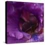 Iris Abstract-Anna Miller-Stretched Canvas