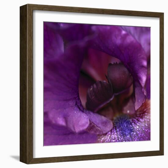 Iris Abstract-Anna Miller-Framed Photographic Print