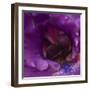 Iris Abstract-Anna Miller-Framed Photographic Print