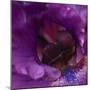 Iris Abstract-Anna Miller-Mounted Photographic Print